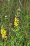 Earth loosestrife